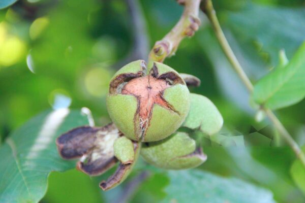Walnuts (Akhrot) - Image 5