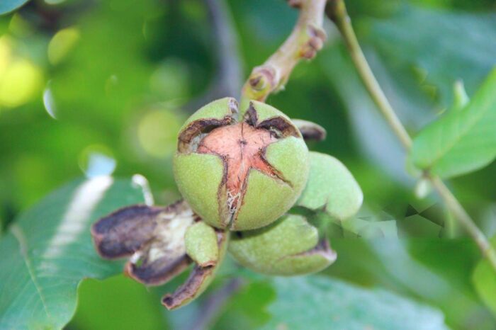 Walnuts (Akhrot) - Image 4