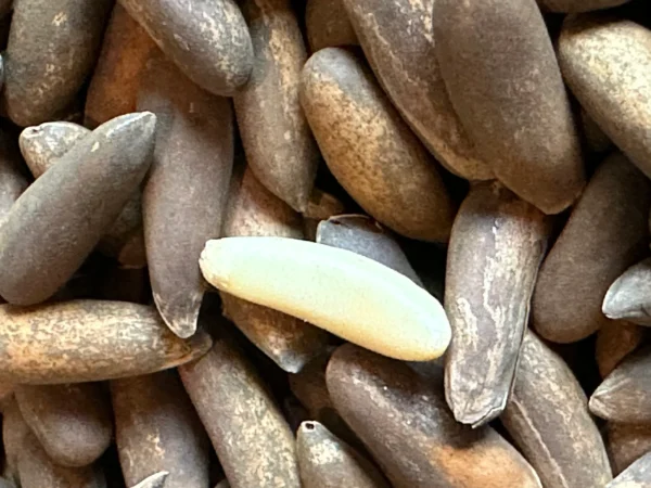 Pine Nuts (Chalgoza) - Image 5